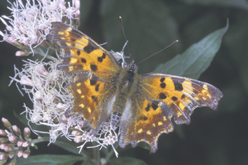 Image11.jpg
