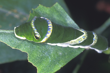 Image13.jpg