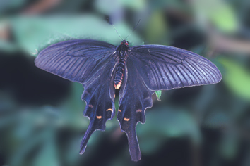 Image23.jpg