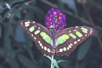 Image25.jpg