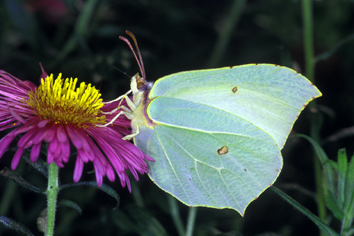 Image27.jpg